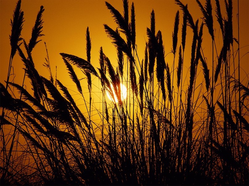 Through the Fields of Gold